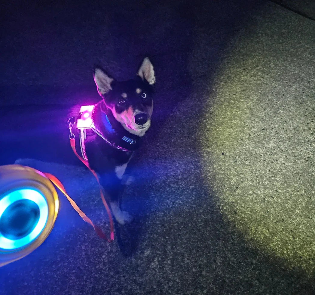 Dog on  dark road with led harness and leash