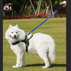 White dog on a leash in a grassy area with a blurred background