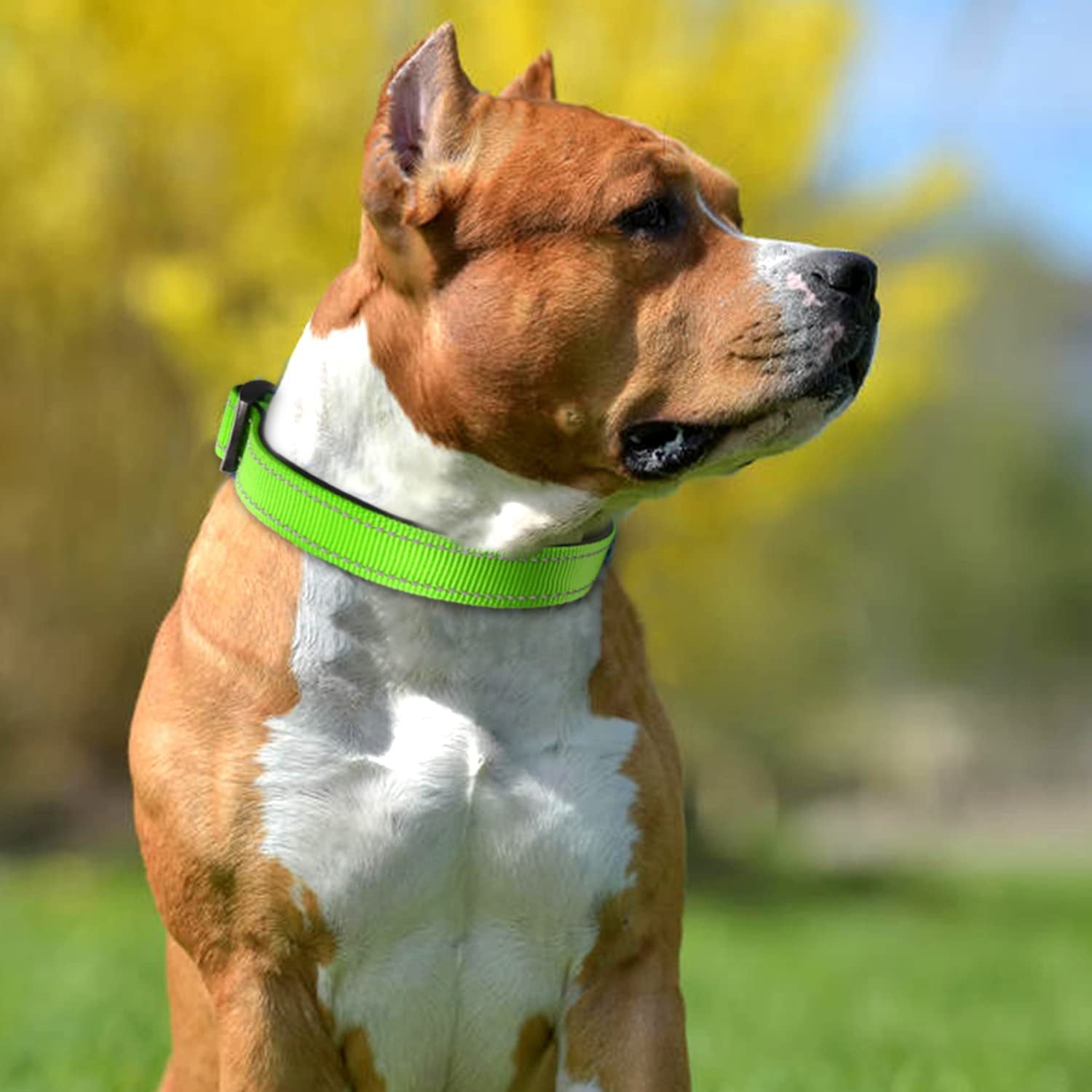 Everyday Reflective Collar