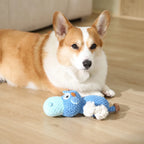 Corgi dog with a blue hippo toy on a wooden floor