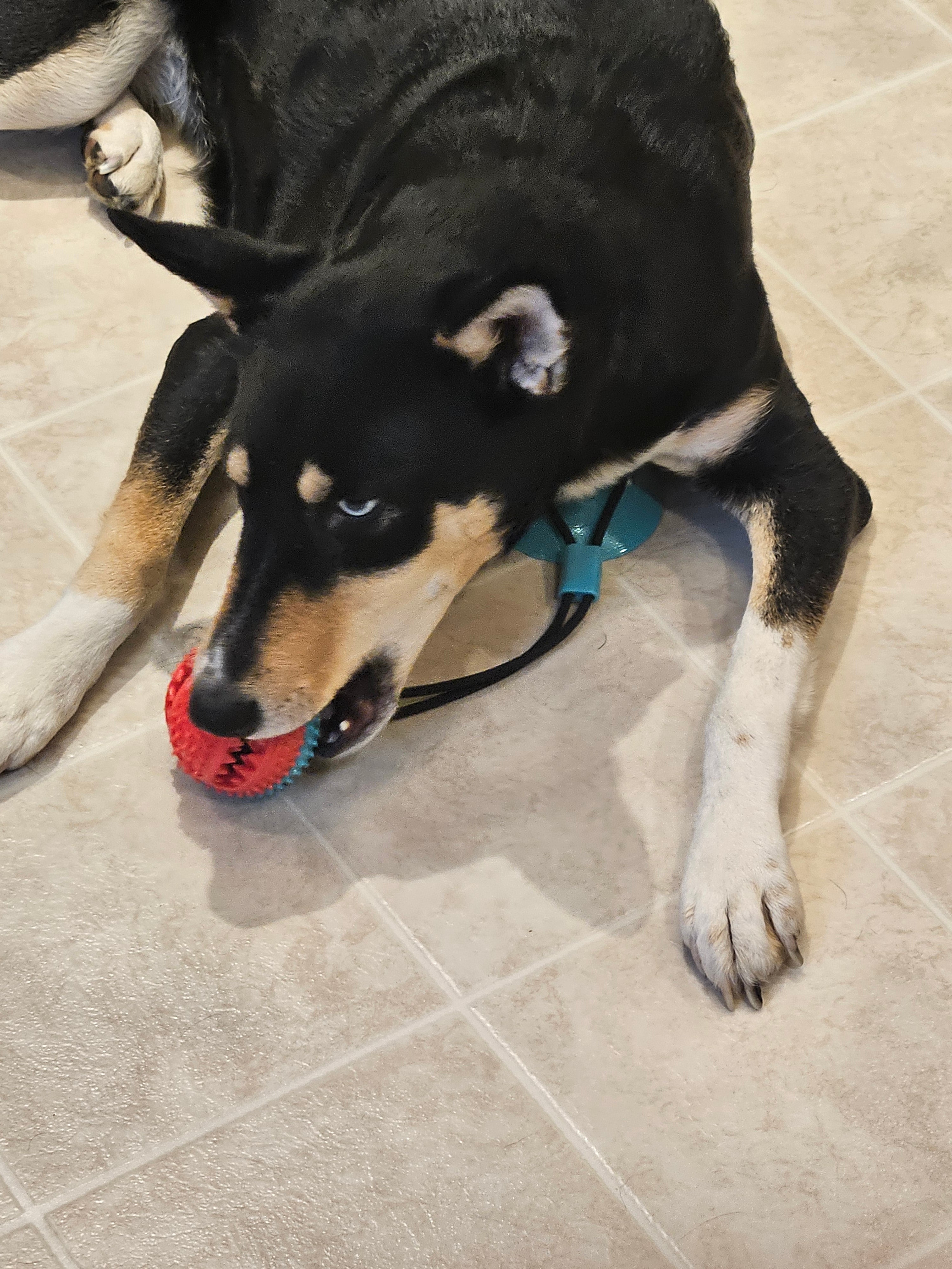 Talia playing with Tug & Play Suction Cup Toy on tiled floor