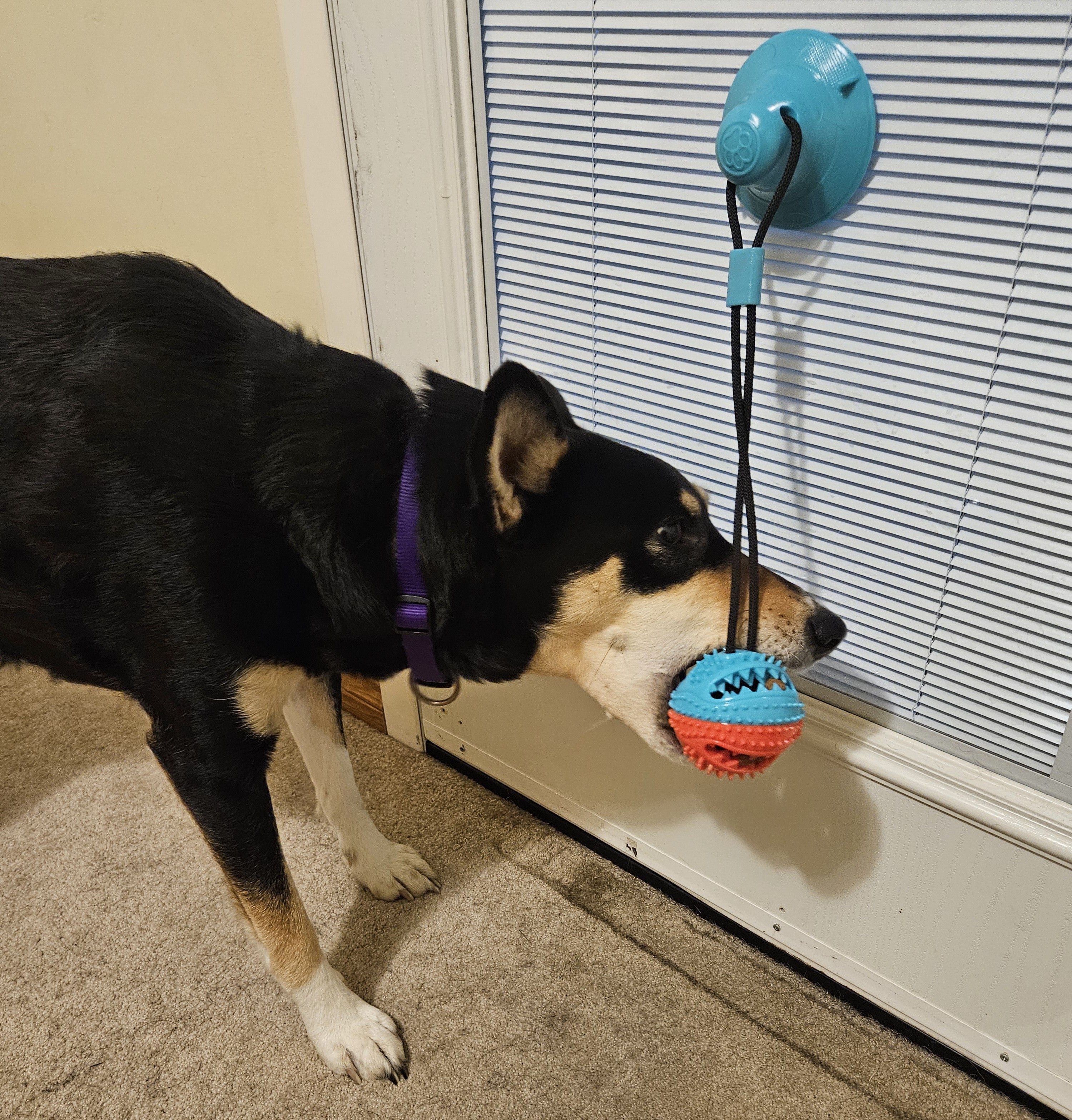 Talia playing with tug & play suction cup toy on a window.