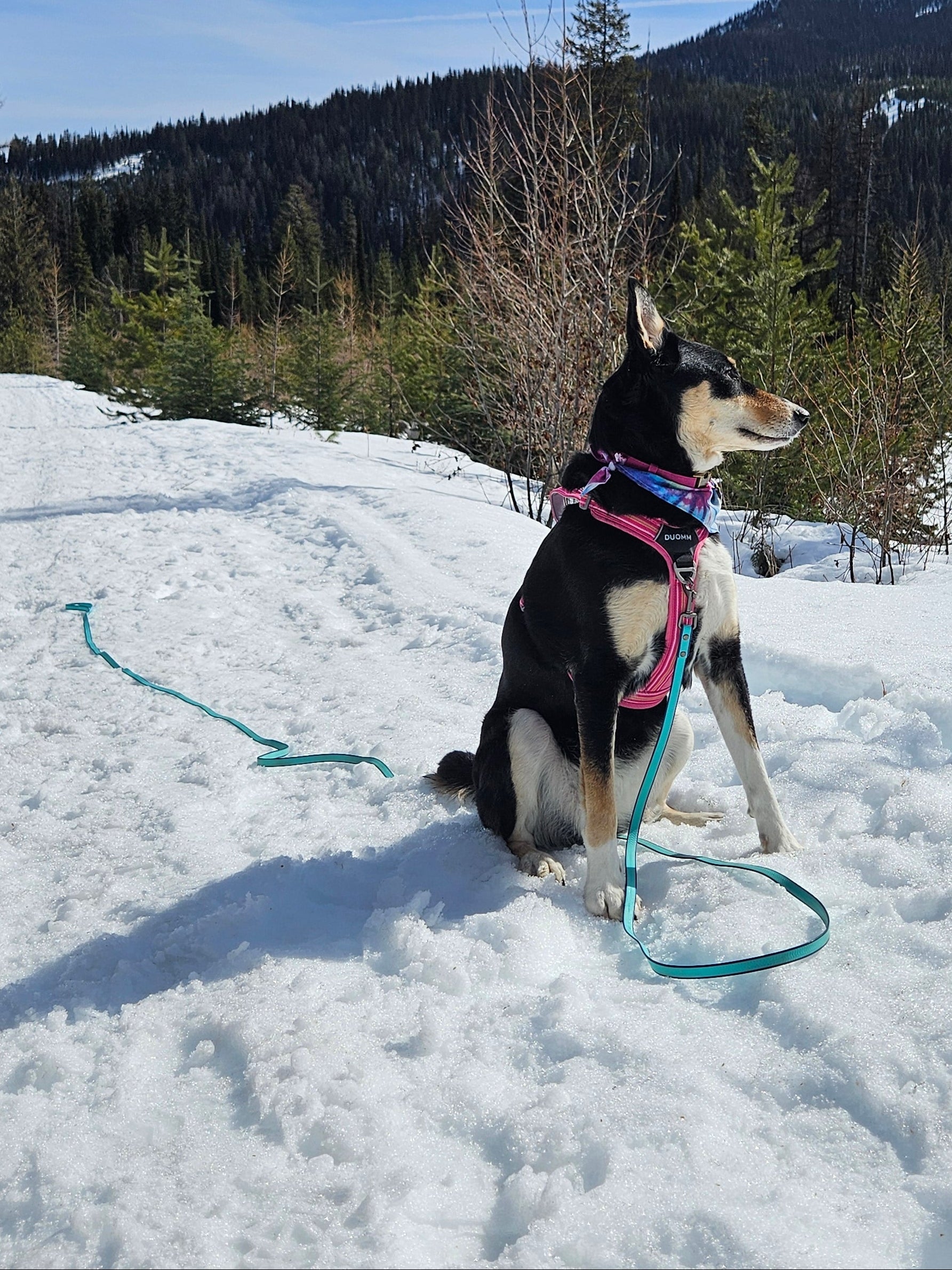 Waterproof Long-Line Leash