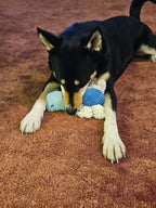 Dog playing with hippo toy on carpet