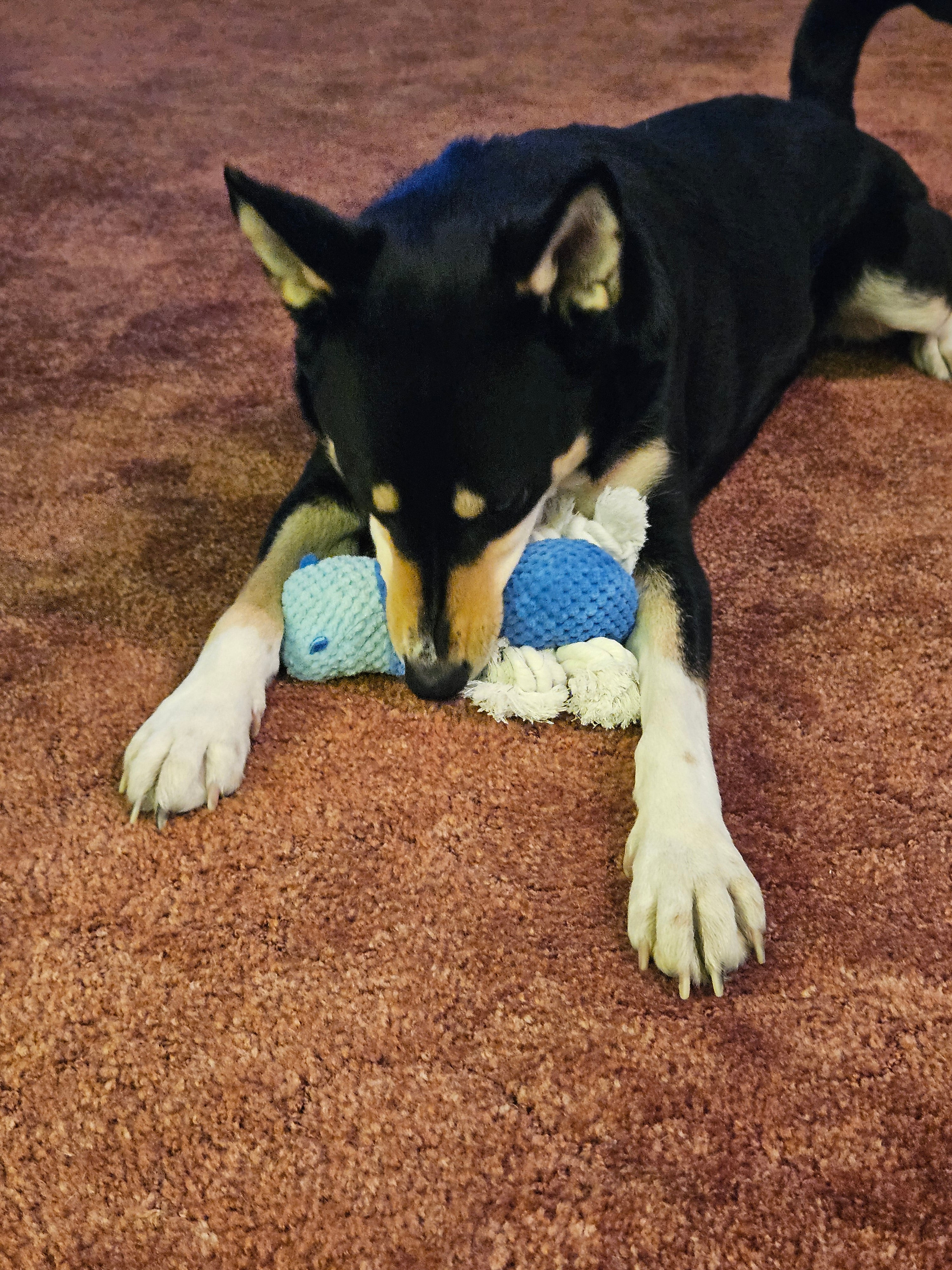 Tough Hippo Squeaker