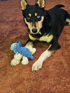 Dog lying on a carpeted floor with a blue and white hippo toy