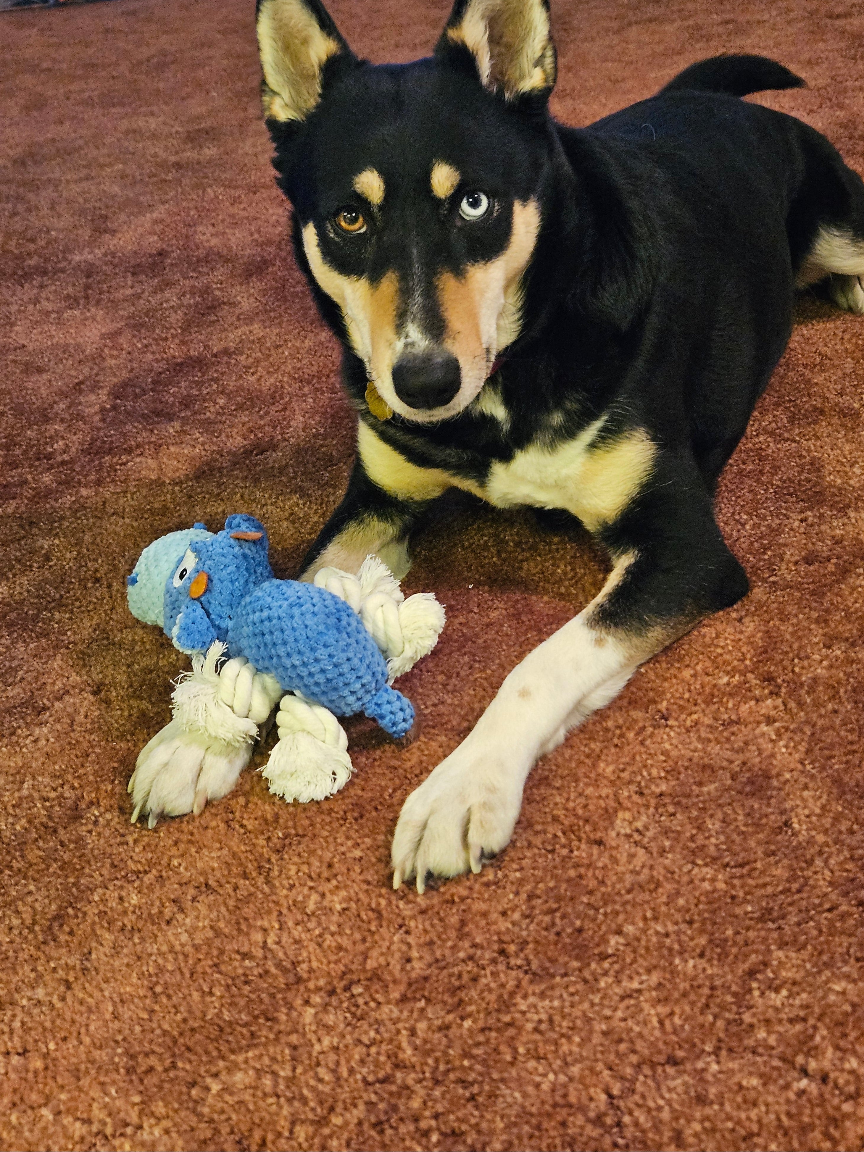 Tough Hippo Squeaker