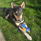 Dog playing with a blue toy on grass