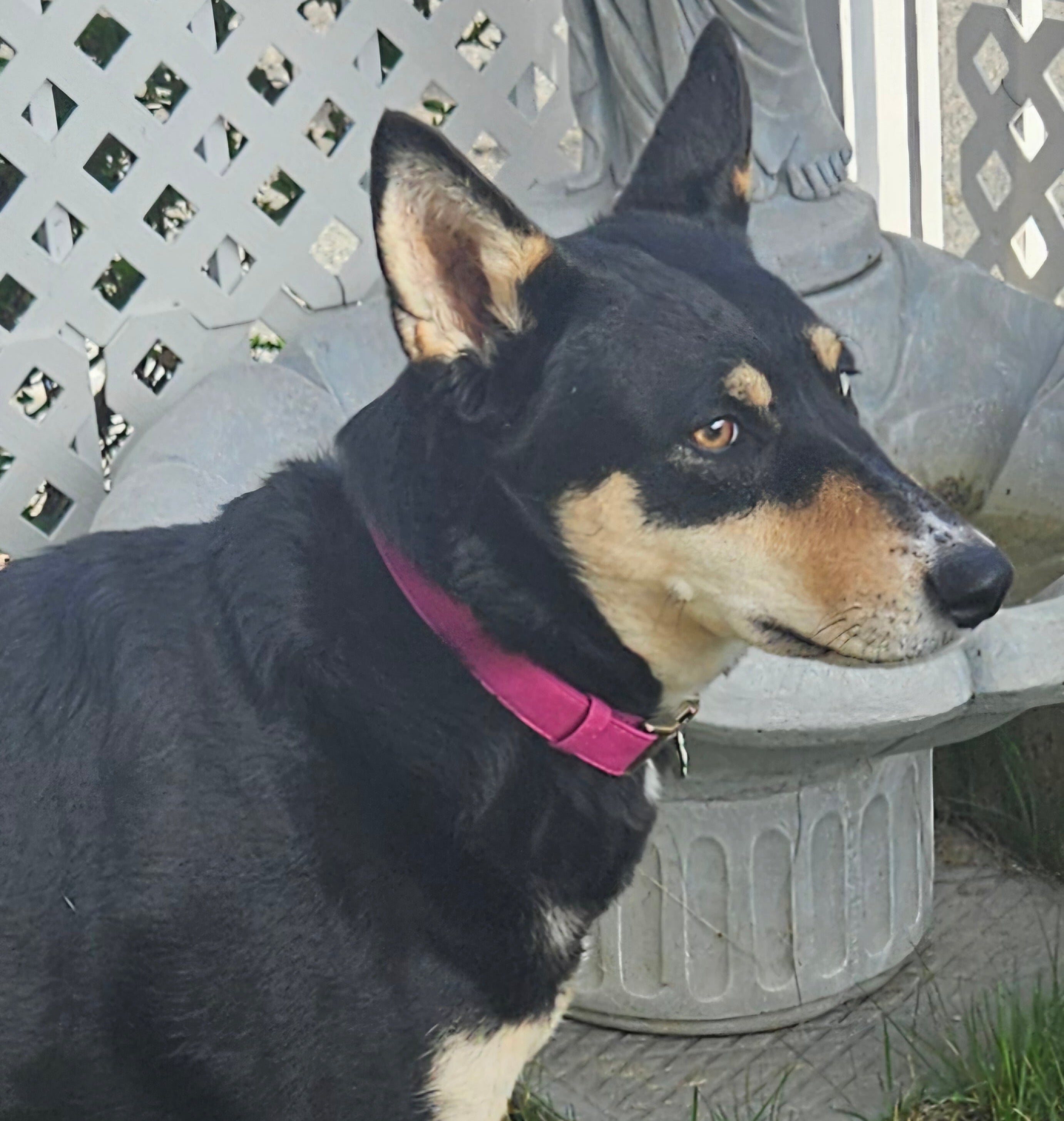 Genuine Leather Dog Collar