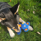 Dog chewing a blue toy on grass