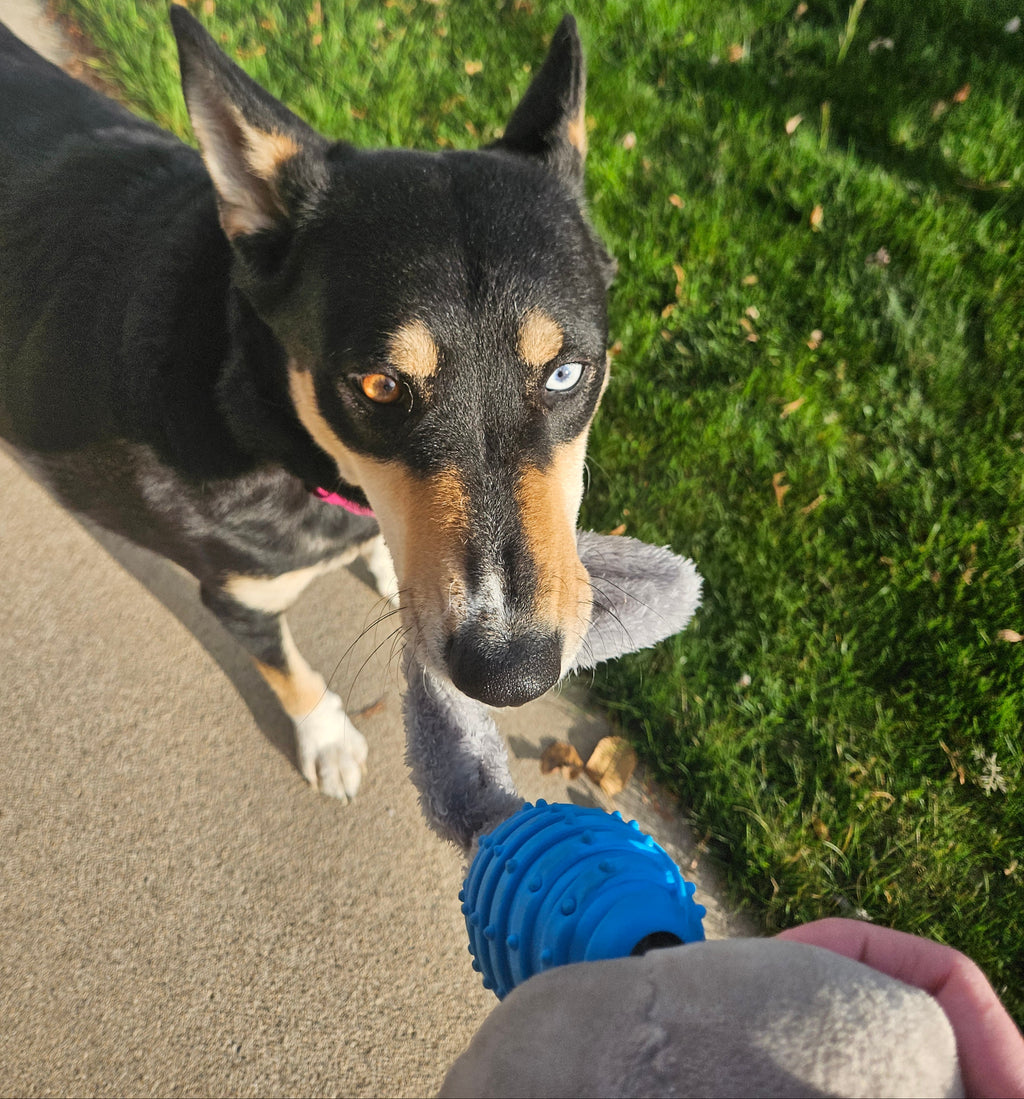 Interactive Squeak & Shake Raccoon Chew Toy
