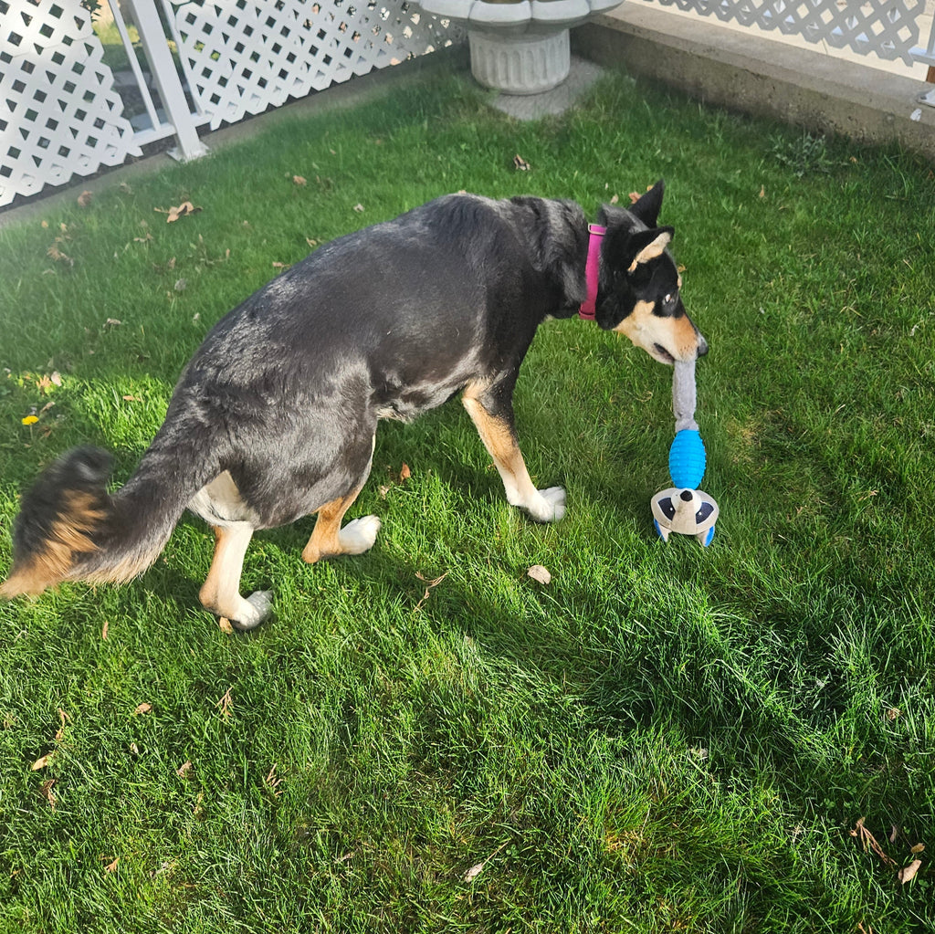 Interactive Squeak & Shake Raccoon Chew Toy