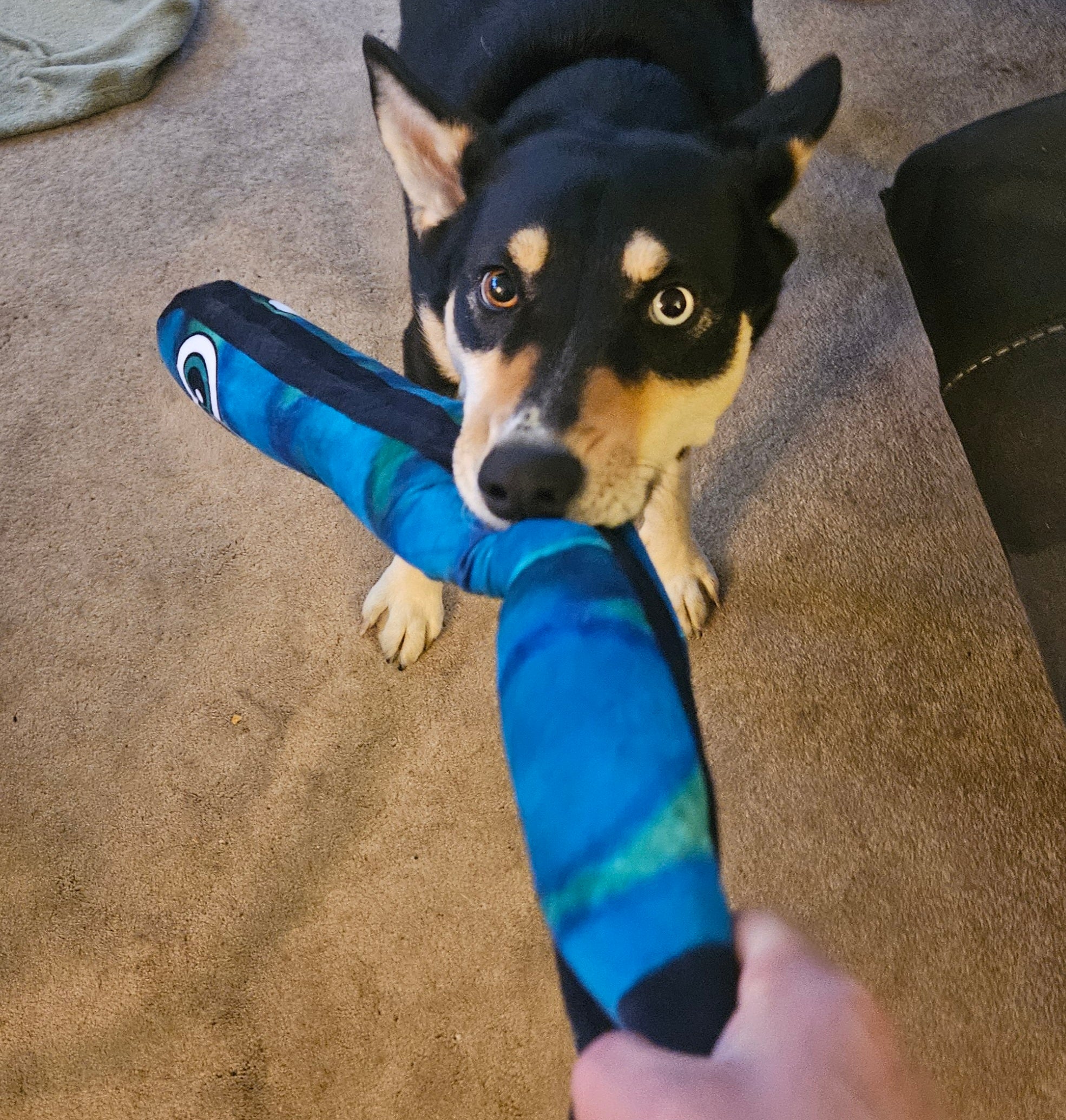 Crinkle Cobra Squeaker
