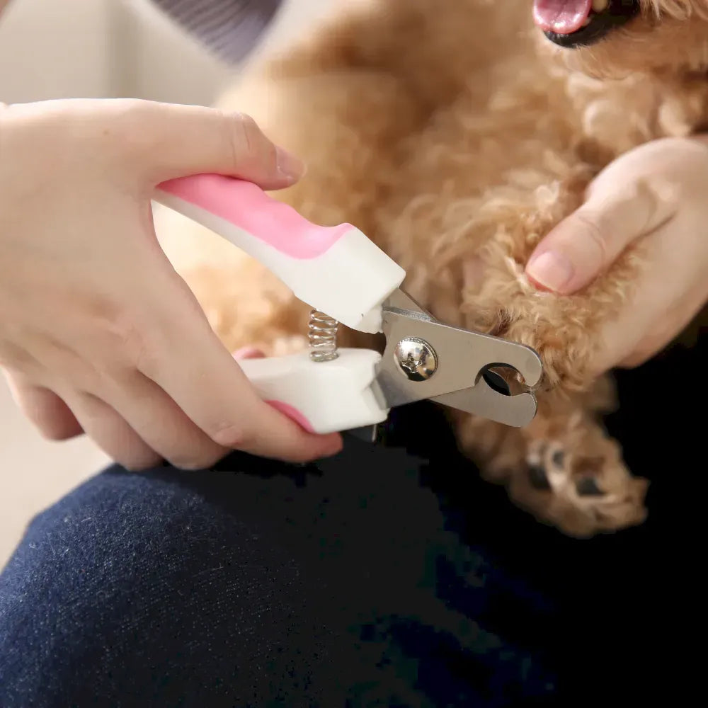 Person using a pet nail clipper on a small dog