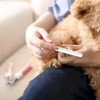 Person filing a dog's nails on a couch.
