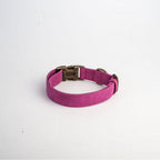 Pink dog collar with a brass buckle on a white background