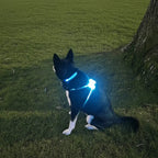 Dog wearing a glowing harness and collar sitting on grass next to a tree