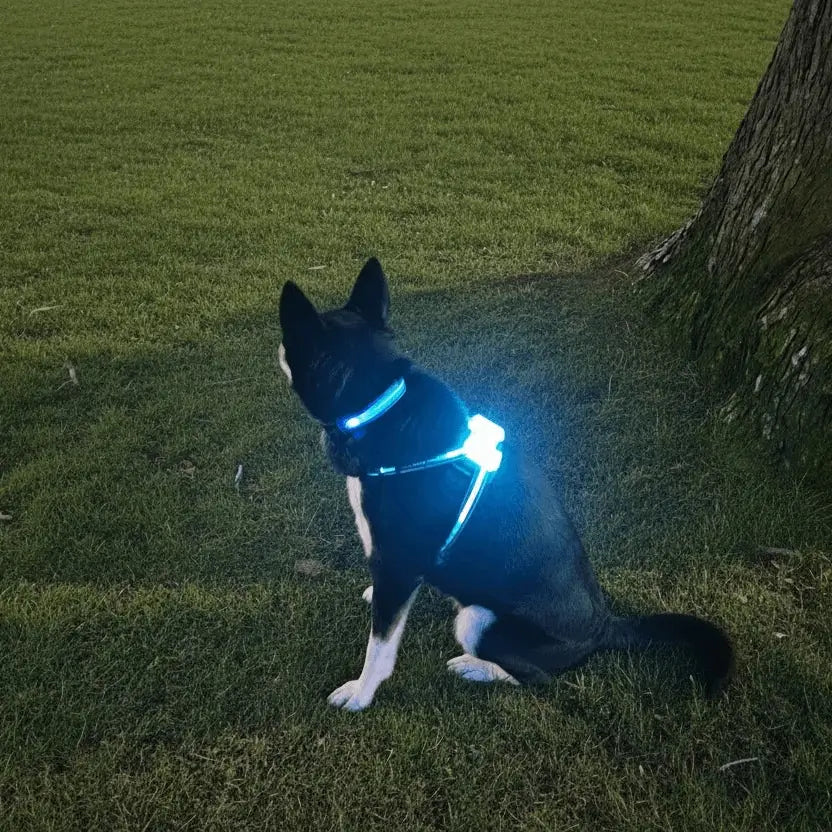 Dog wearing a glowing harness and collar sitting on grass next to a tree