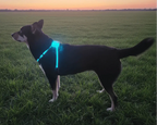 Dog wearing a glowing harness in a field at sunset