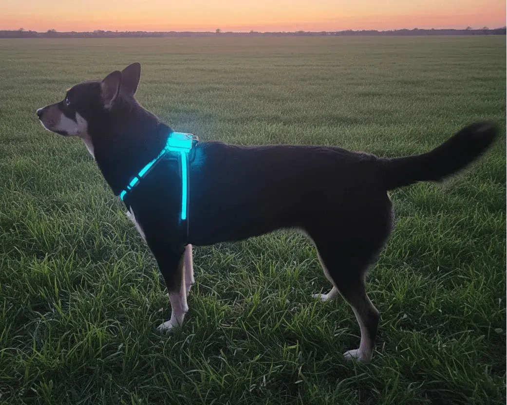 Dog wearing a glowing harness in a field at sunset