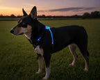 Dog wearing a blue LED harness standing in a field at dusk.