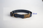 Blue dog collar with brass buckle on a white background