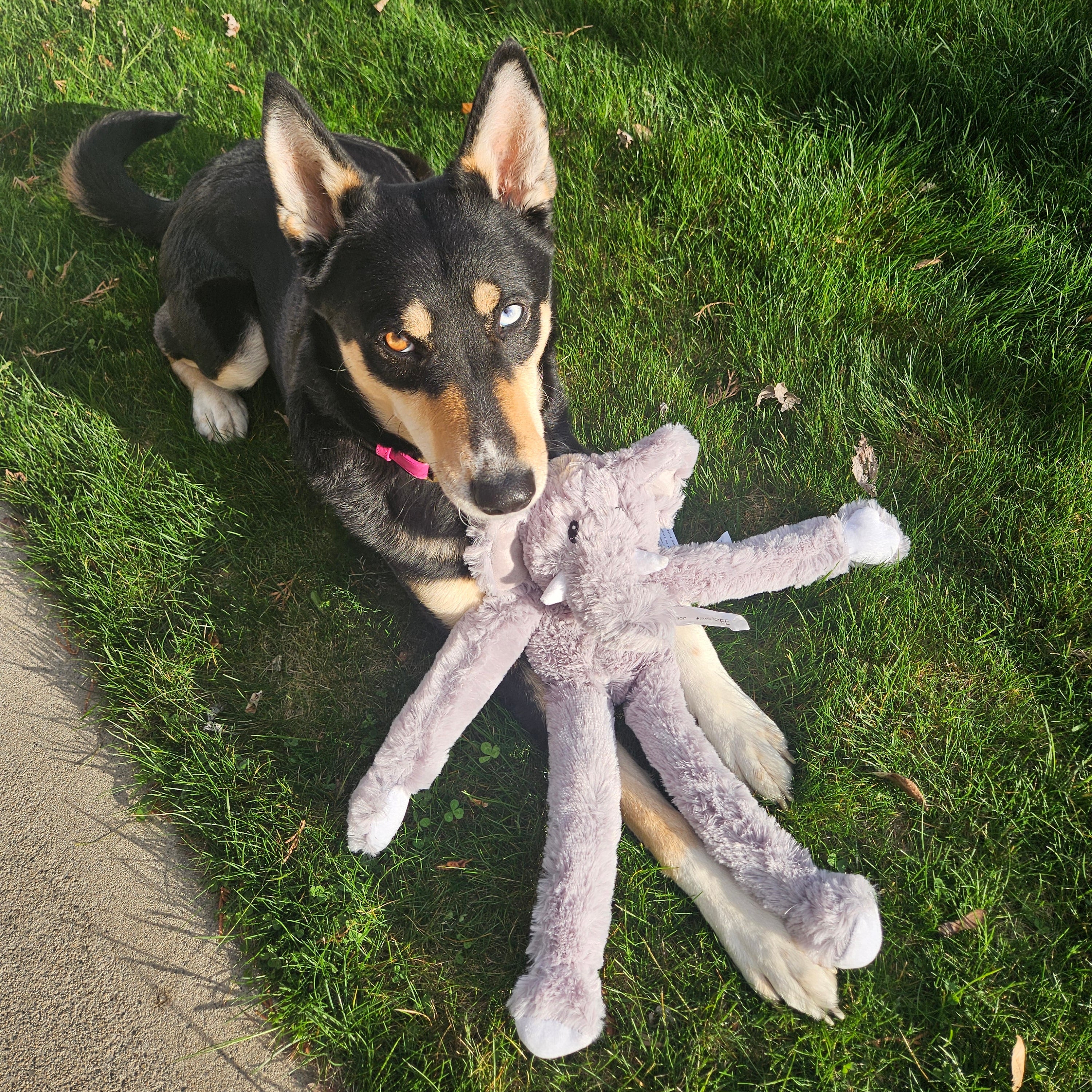 Jumbo the Elephant Squeaky Toy