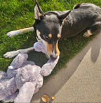 Dog lying on grass with a plush toy