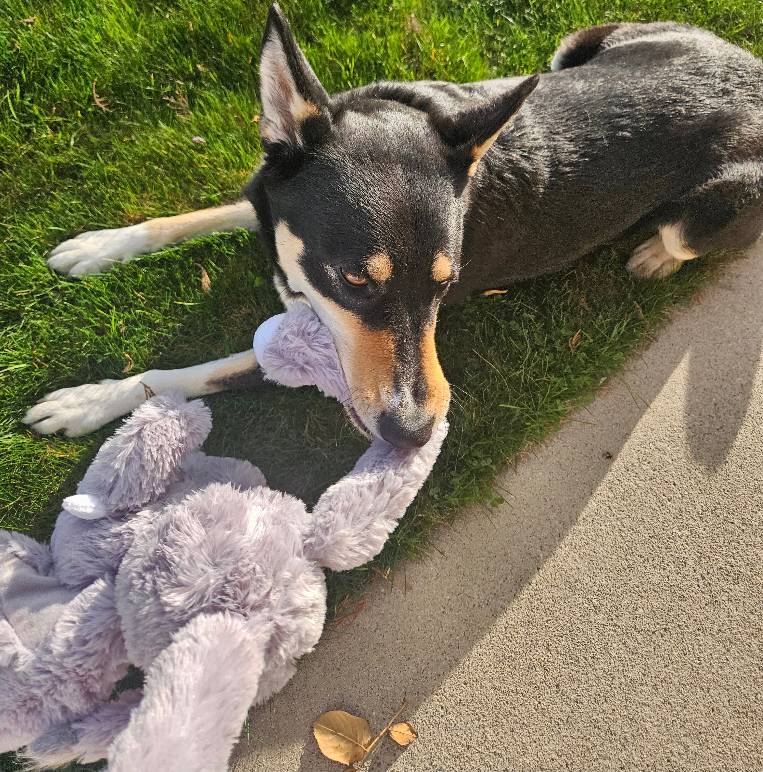 Jumbo the Elephant Squeaky Toy