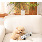 Dog sitting on a couch with a toy, surrounded by a cozy living room setting with a plant and window.
