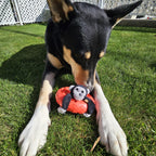 Dog playing with monkey floaty toy on grass