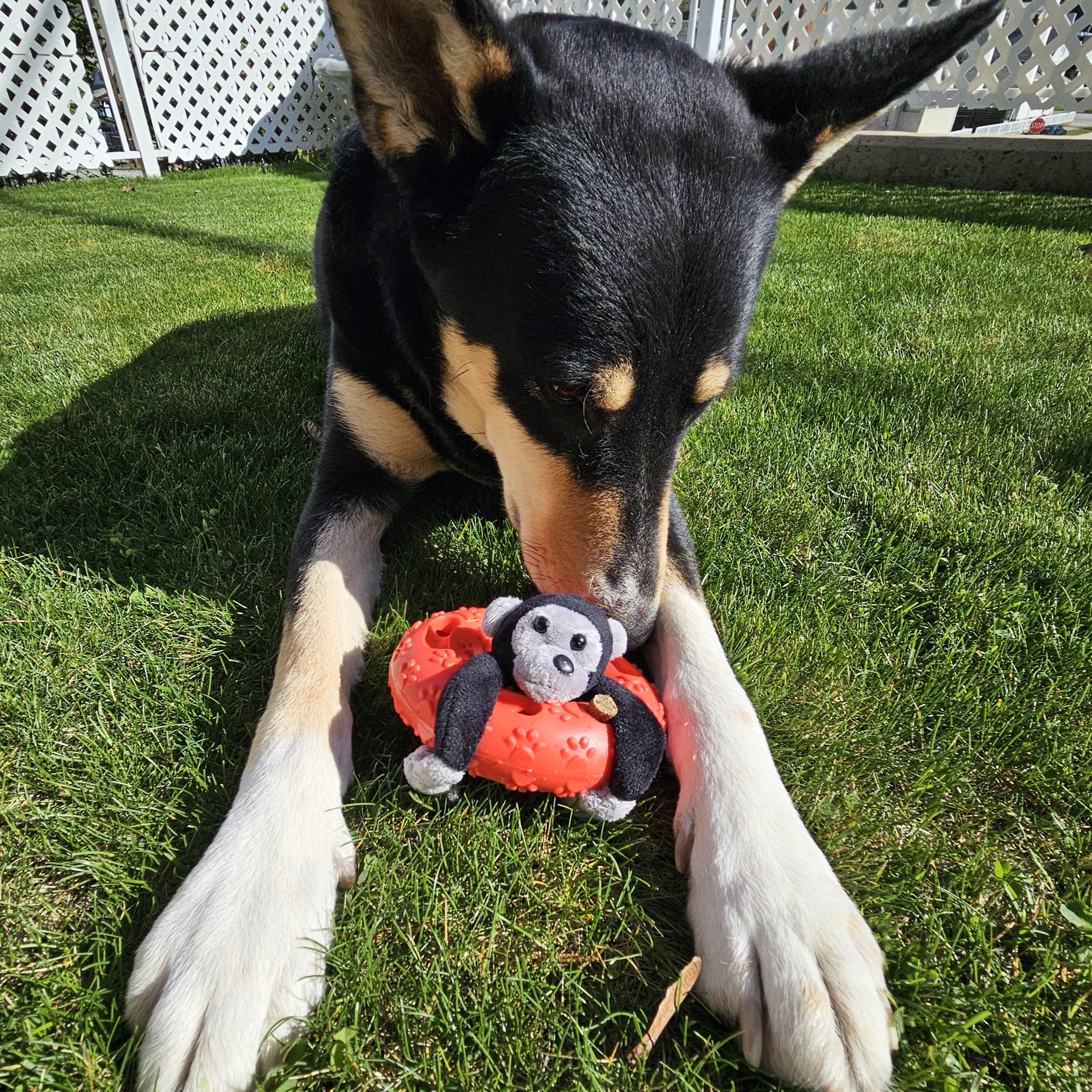 Floating Gorilla Treat Toy