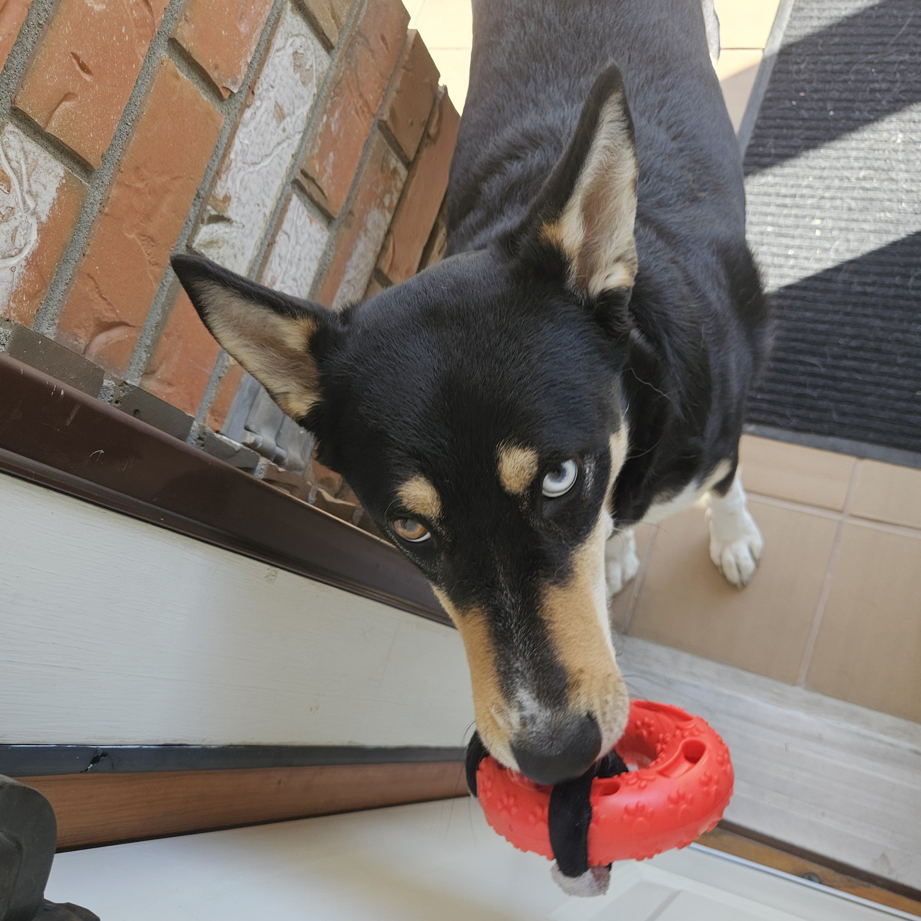 Floating Gorilla Treat Toy