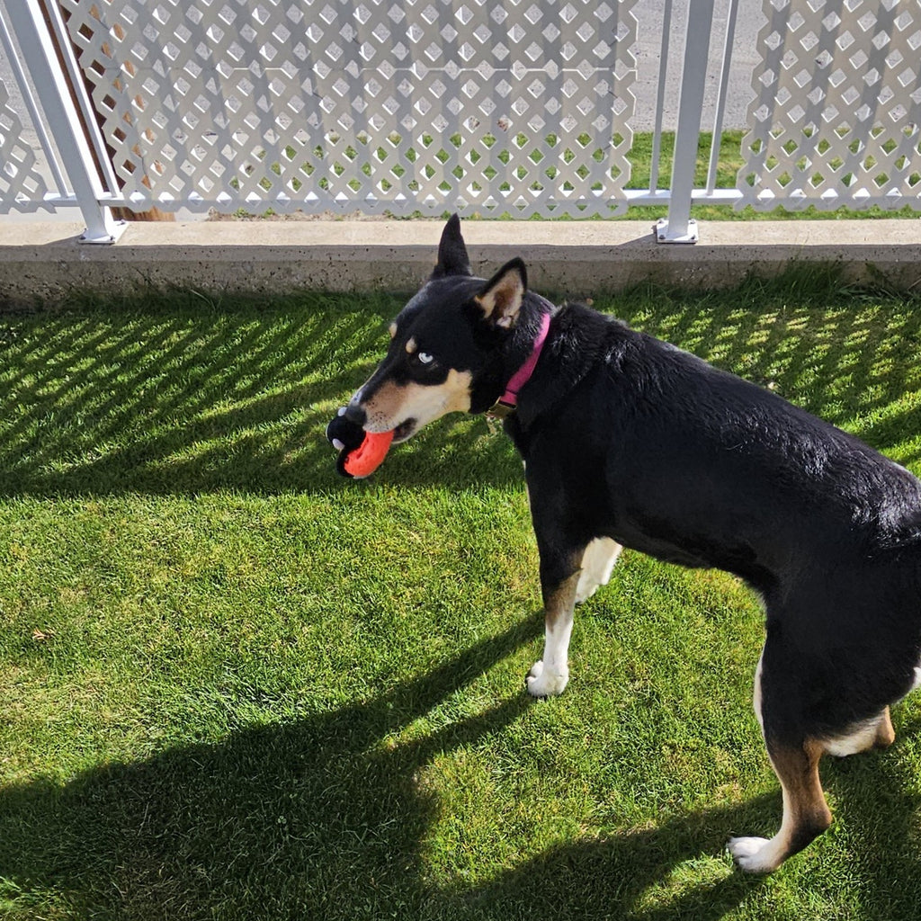 Dog playing with red floaty toy standing on grass with a white lattice fence in the background