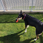 Dog playing with red floaty toy standing on grass with a white lattice fence in the background