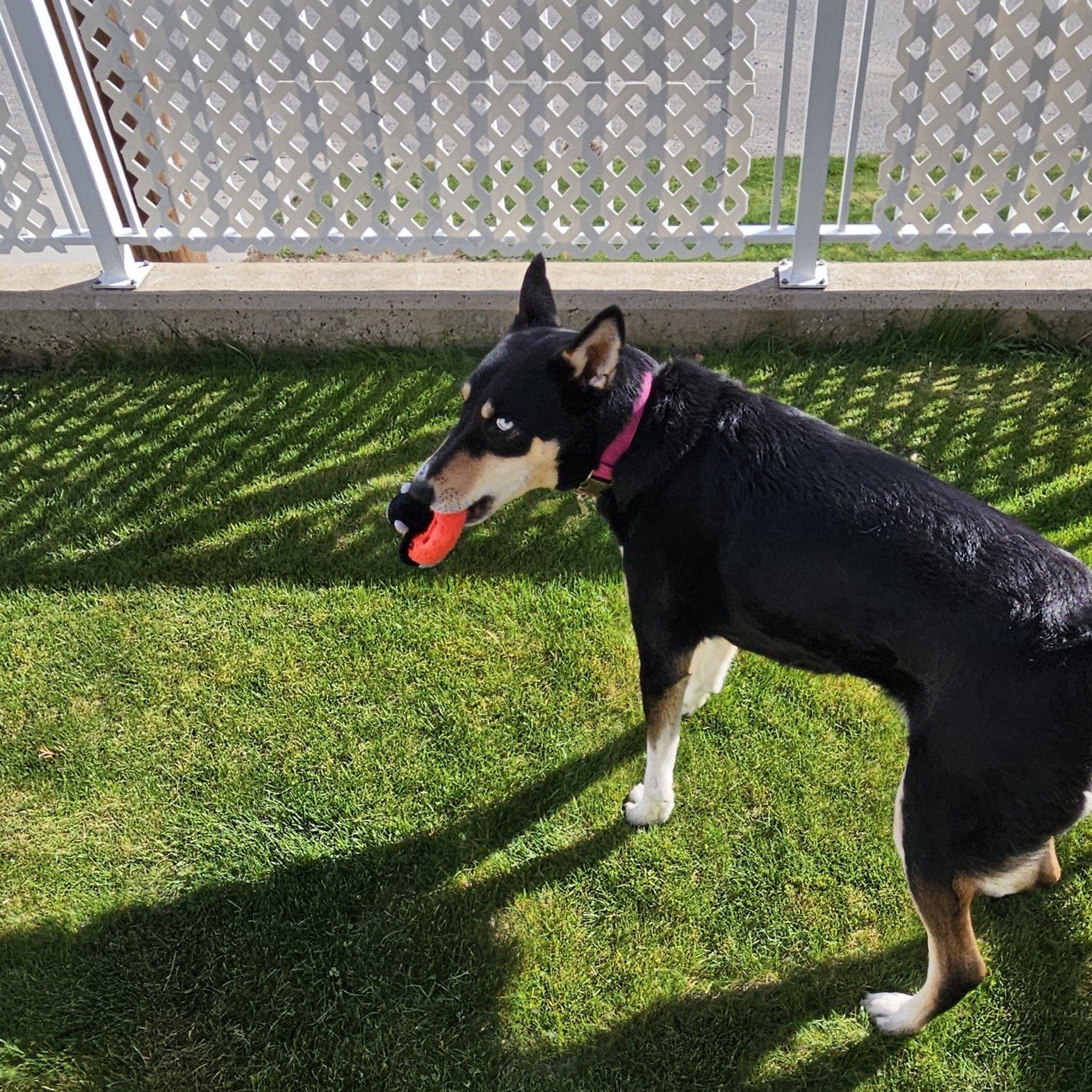 Dog playing with red floaty toy standing on grass with a white lattice fence in the background