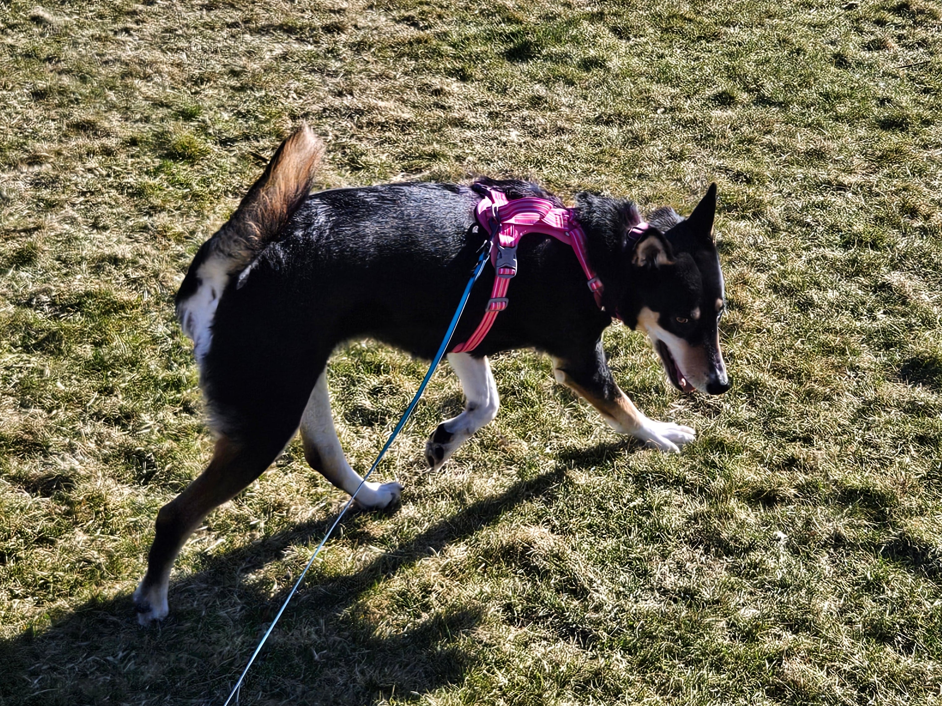 Everyday Easy-On No-Pull Harness
