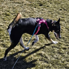 Dog playing on grass wearing a pink harness and blue leash
