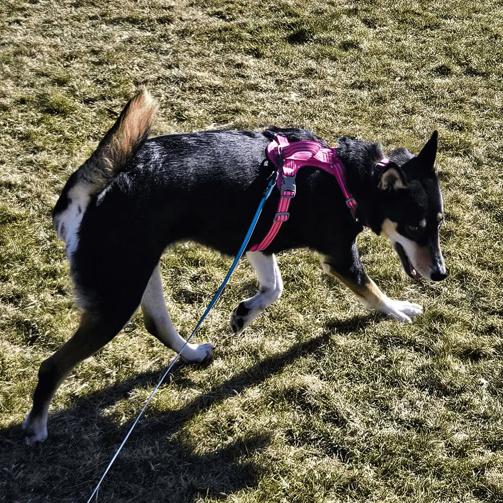 Dog playing on grass wearing a pink harness and blue leash