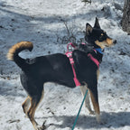 Dog wearing a pink harness standing on a snowy ground