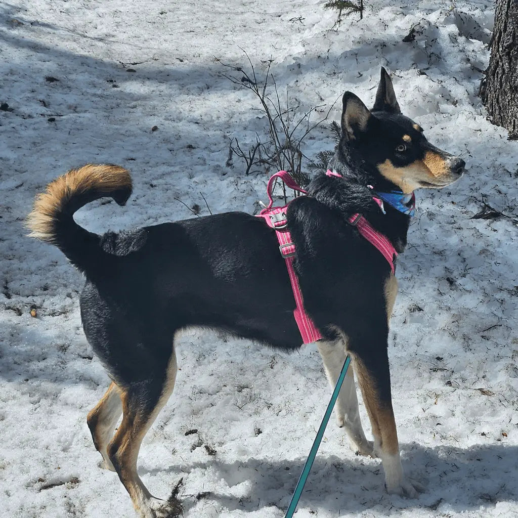 Dog wearing a pink harness standing on a snowy ground