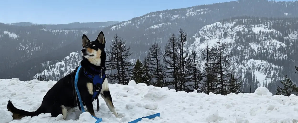 Dog in a blue glow series harness sitting on snow with mountains and trees in the background