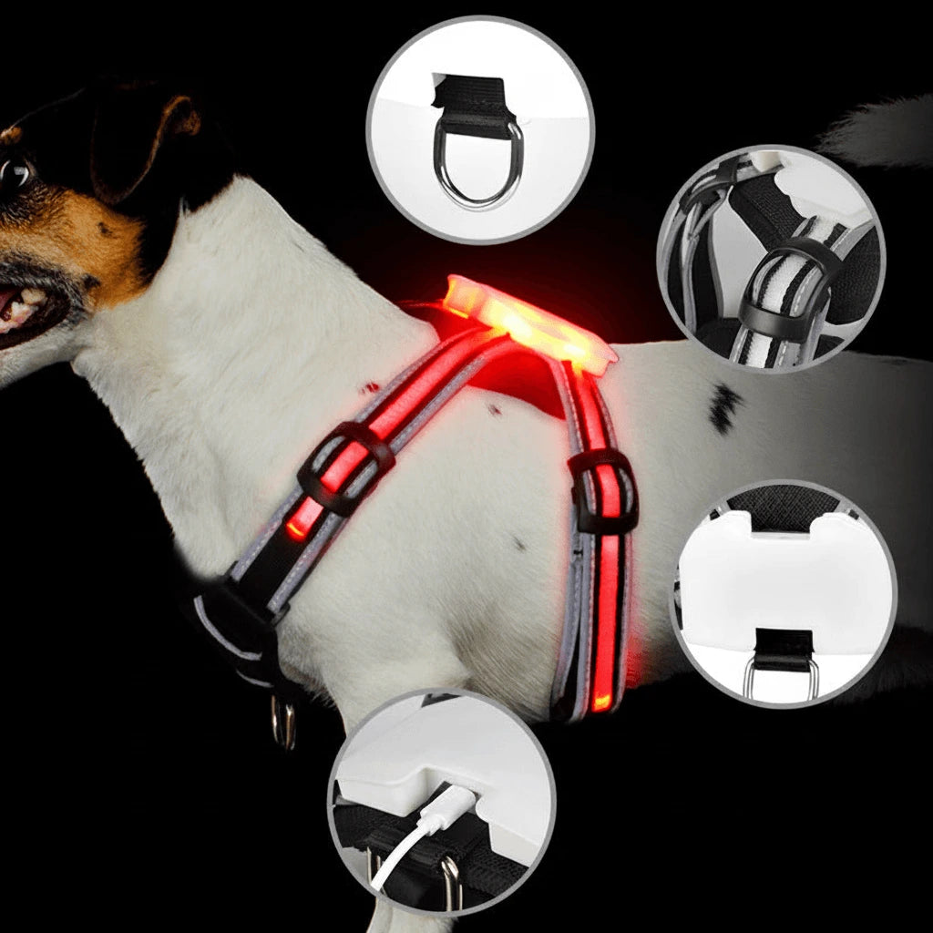 Dog wearing a red LED harness with close-up insets of the design on a black background