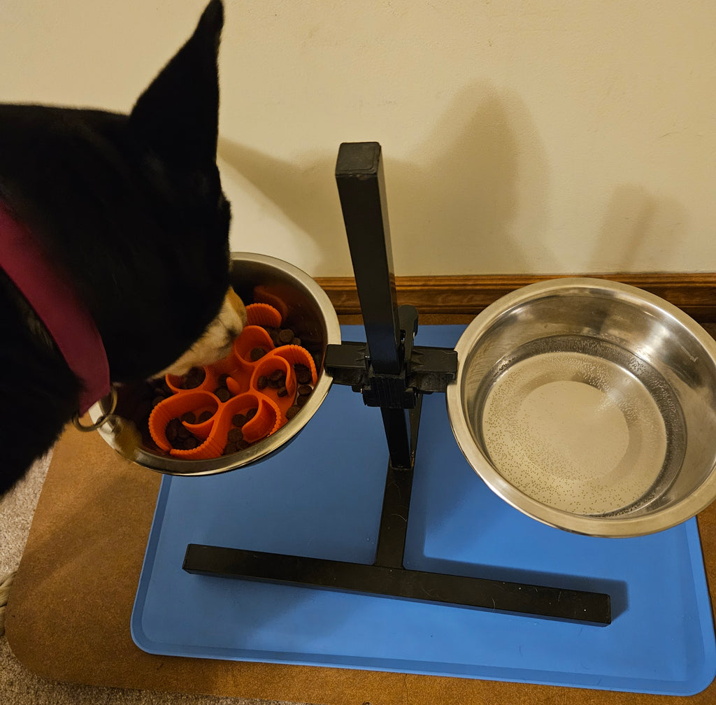 Dog eating from a metal bowl with orange insert on a blue mat with a beige wall background