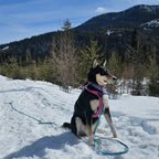 Dog on a leash with pink harness in the snow with mountains and trees in the background