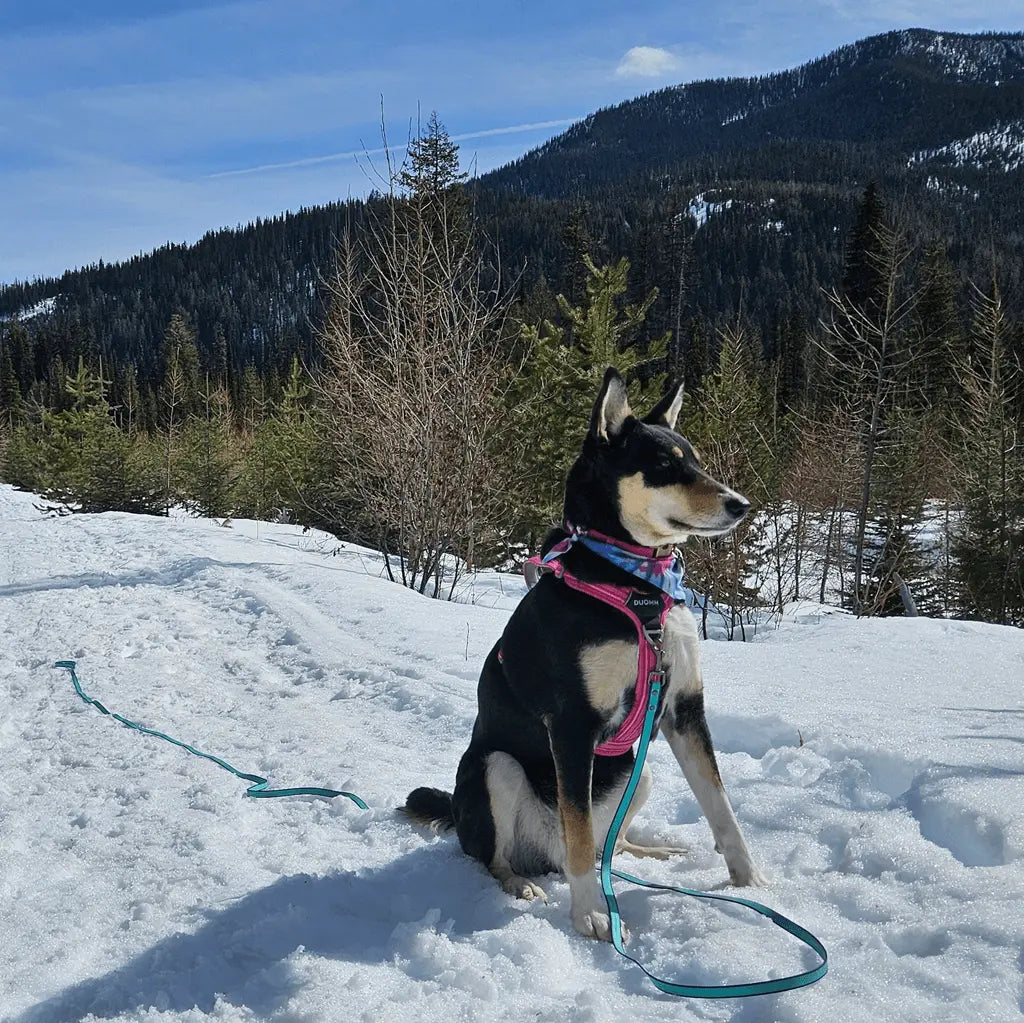 Dog on a leash with pink harness in the snow with mountains and trees in the background