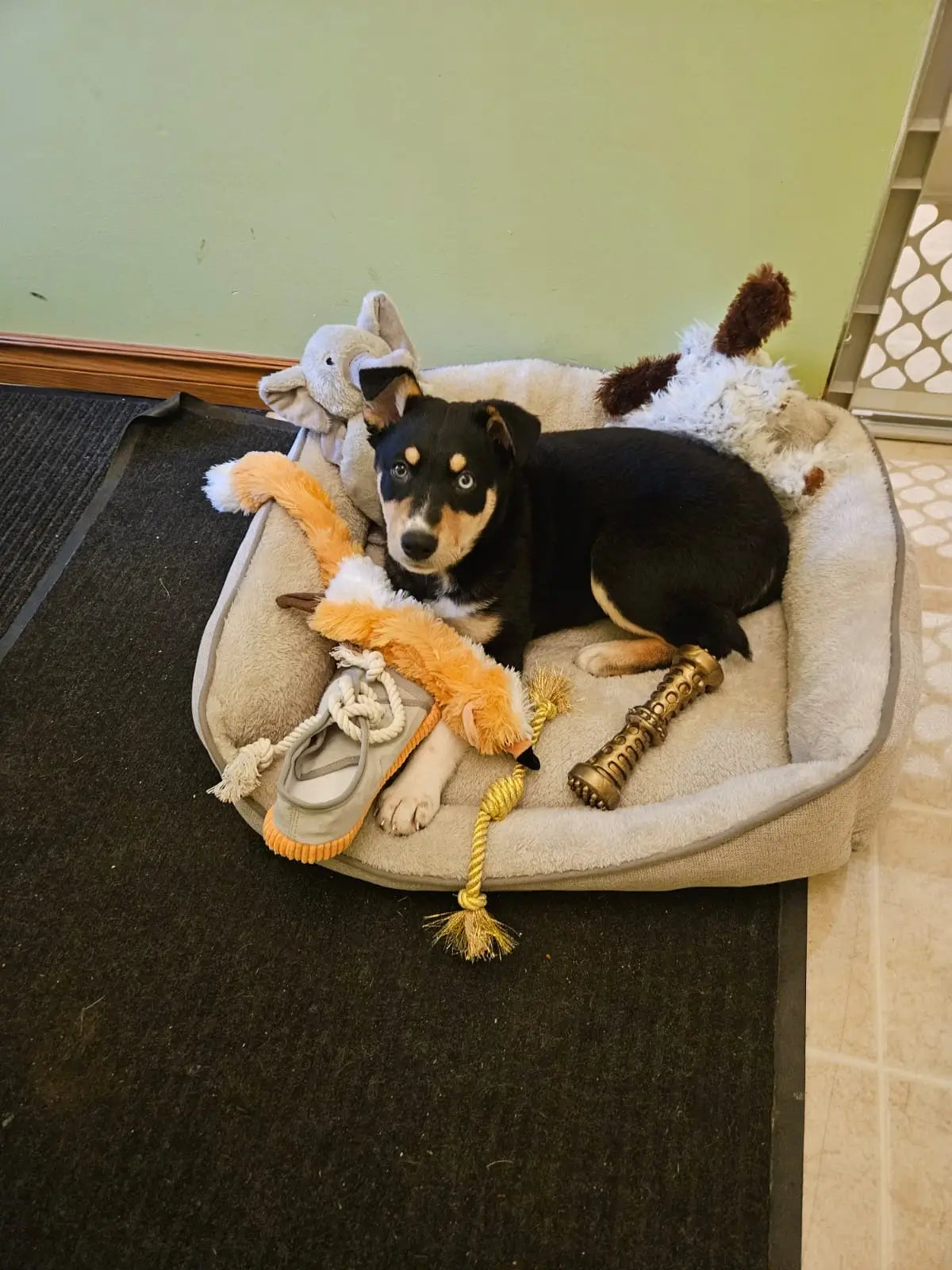 Dog lying on a pet bed covered in toys in a home setting