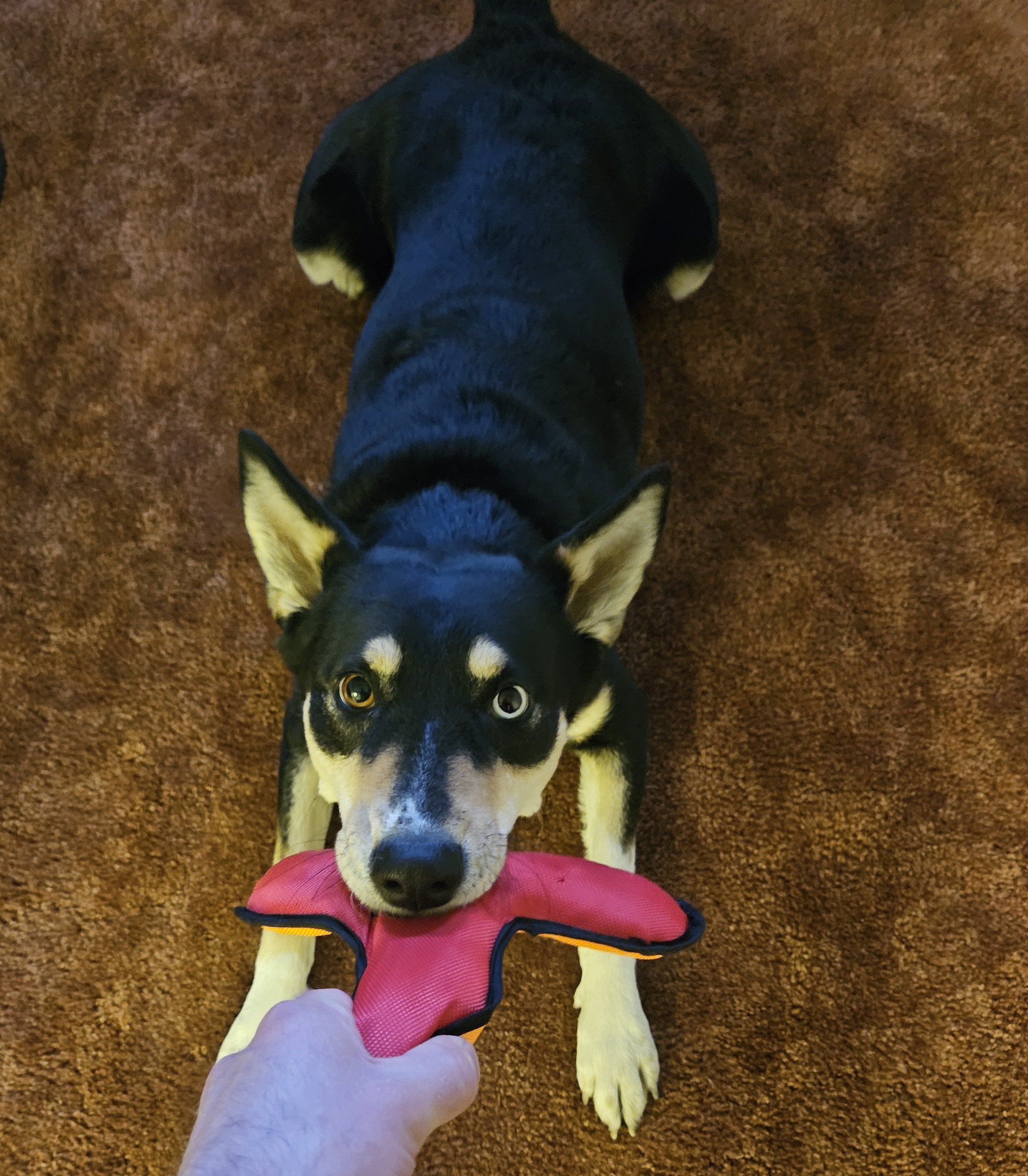 Bite and Tug Training Toy