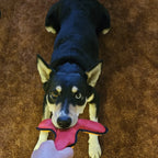 dog tugging red tri shaped toy 
