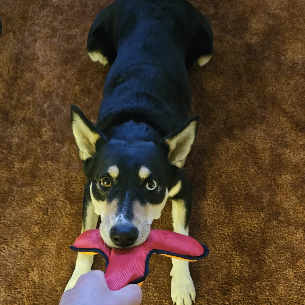 dog tugging red tri shaped toy 